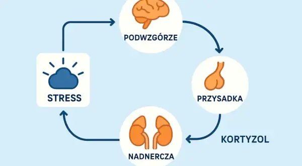 Cykl reakcji na stres: podwzgórze, przysadka, nadnercza i kortyzol. Zrozumienie tego mechanizmu to pierwszy krok do walki ze stresem.