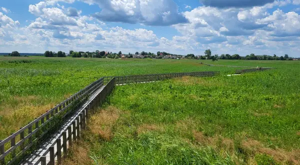 Drewniana kładka wśród zielonych łąk, prowadząca w stronę zabudowań widocznych w oddali. To malowniczy krajobraz w okolicach **Narew miasto**.