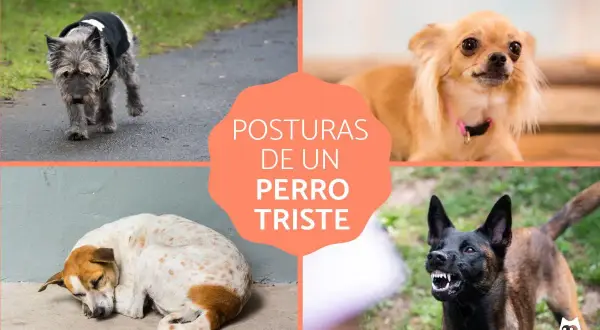 Cuatro imágenes muestran posturas de un perro triste: cabeza y cola abajo, orejas agachadas, cuerpo encogido y postura tensa.