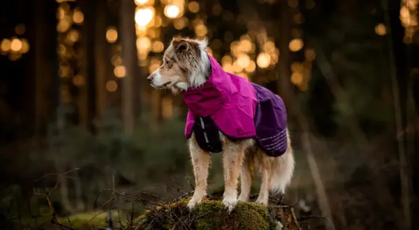 Ein Hund im bunten Mantel steht im Wald. Der Wind weht ihm durchs Fell, während er aufmerksam in die Ferne blickt.