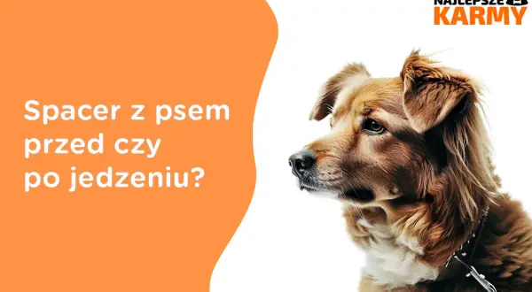 Kiedy wychodzić z psem na spacer przed czy po jedzeniu, aby uniknąć problemów zdrowotnych