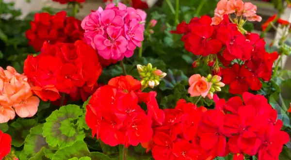 Kwitnące pelargonie w kolorach czerwonym, różowym i łososiowym, z zielonymi liśćmi.