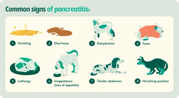 Common signs of pancreatitis in dogs include vomiting, diarrhea, dehydration, fever, lethargy, inappetence, tender abdomen, and hunching.
