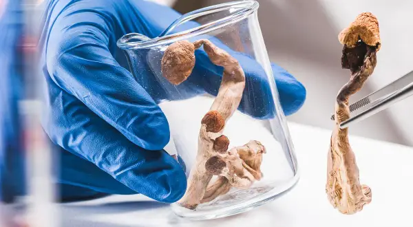 Psylocybina: Zmienia mózg, leczy? Ryzyka i polskie prawo