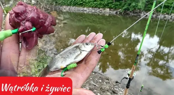 Jak założyć wątróbkę na haczyk i uniknąć najczęstszych błędów