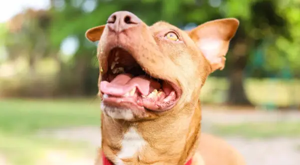 Radosny pies rasy APBT Red Nose z otwartym pyskiem i językiem na zewnątrz, w czerwonej obroży, na tle zieleni.