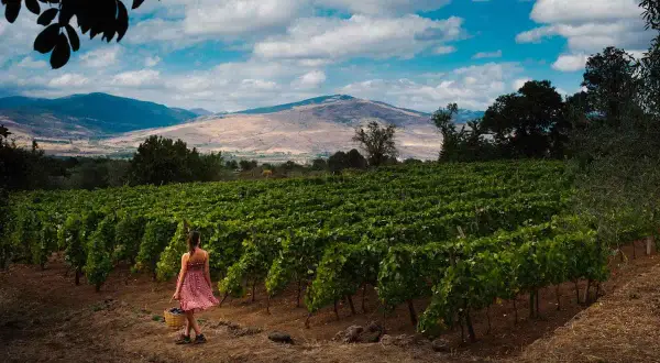 Donna raccoglie uva in un vigneto alle pendici dell'Etna, dove nasce il Carricante Etna Bianco.