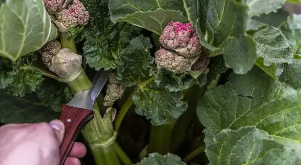En hand med kniv skär i rabarberplantans blomställningar. Efter midsommar kan rabarber bli giftiga, så det är dags att skörda stjälkarna.
