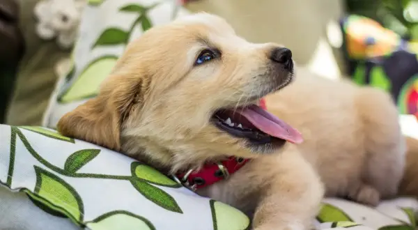 Uroczy szczeniak golden retriever, z językiem na wierzchu, odpoczywa na poduszce. Ile śpi szczeniak? Pewnie sporo, bo to mały, rozkoszny piesek.