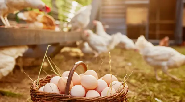 Kosz świeżych jajek od kur, które chętnie jedzą soję. Kury w tle, słońce i zielona trawa.