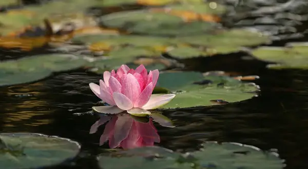 Una flor de loto rosa emerge del agua, reflejando su belleza. Su flor de loto significado espiritual es de pureza y renacimiento.