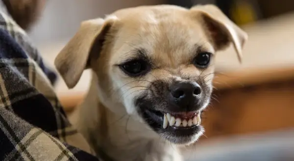 A small tan dog with its mouth open, showing sharp teeth. It looks like it's asking, "Do dogs smile?