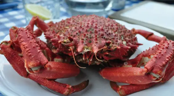 Araignée de mer rouge, prête à être dégustée, sur une assiette blanche. Un délice de la periode araignée de mer.
