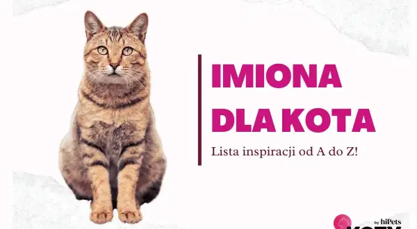 Szukasz najpiękniejszych imion dla kotów? Znajdź inspirację od A do Z dla swojego futrzastego przyjaciela na liście od hiPets.