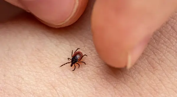 Cómo quitar garrapata de forma segura y evitar infecciones peligrosas