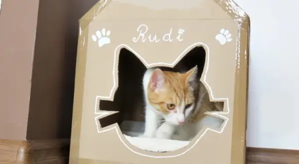 Kartonowy domek dla kota: Zrób to sam! Prosty poradnik DIY