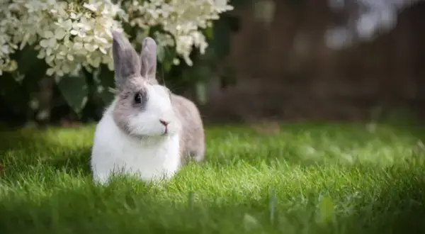 Jaka karma dla królika? Odkryj, co zapewni zdrowie i szczęście