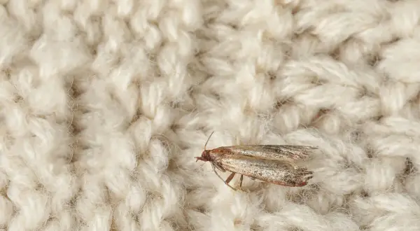 Mały motyl żeruje na wełnianym swetrze. To mole w ubraniach, które mogą zniszczyć Twoje ulubione rzeczy.