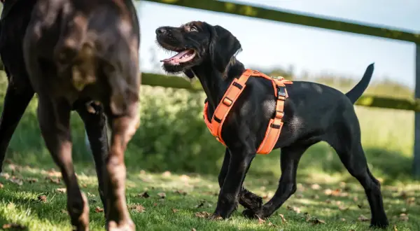 Ein schwarzer Welpe mit einem leuchtend orangen Hundegeschirr spielt im Gras. Verschiedene Hundegeschirr Arten sind für jeden Anlass erhältlich.