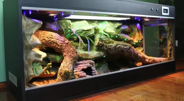 Piękne terrarium dla pytona królewskiego z korzeniami, kamieniami i roślinnością.