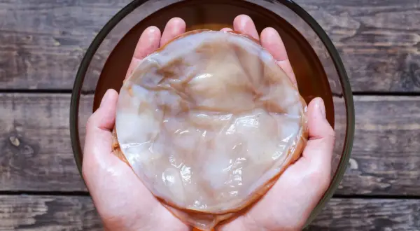 Kombucha jaki to grzyb: odkryj tajemnice SCOBY i jego właściwości