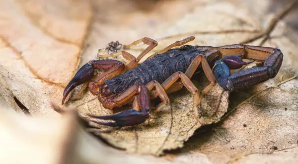 Skorpion na suchym liściu.
