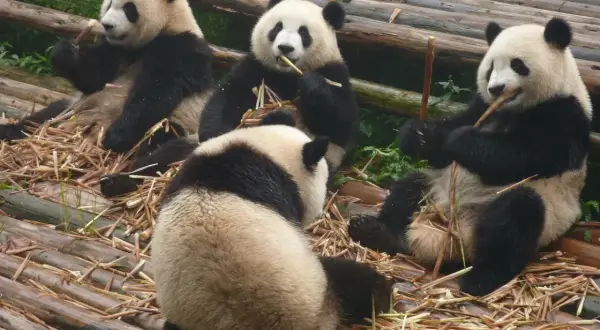 Gdzie żyją pandy wielkie? Sprawdź Chiny i europejskie ZOO!
