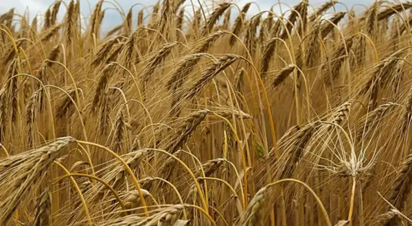 Goldene Ähren wiegen sich im Wind, die **Roggen Erntezeit** naht. Ein Feld voller reifer Halme unter einem bewölkten Himmel.