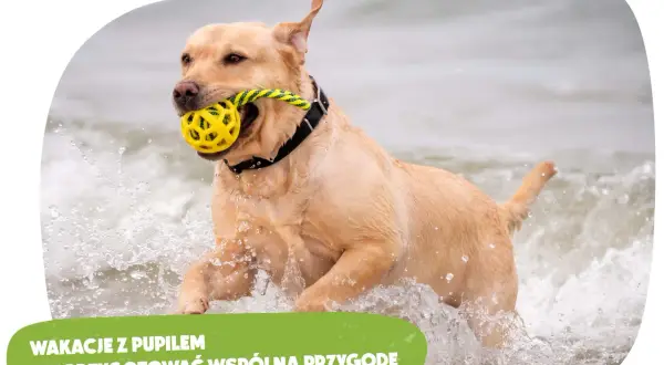 Suka zjada szczeniaki? Instynkt, choroba czy stres? Poznaj prawdę.