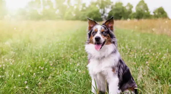 Ein bunter Australian Shepherd sitzt im Gras. Seine Augen sind unterschiedlich gefärbt, was seine Geschwindigkeit und Agilität unterstreicht.