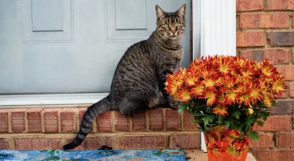 A tabby cat sits on a brick ledge next to a pot of mums. While mums are not daisies, it's good to know daisies are toxic to cats.
