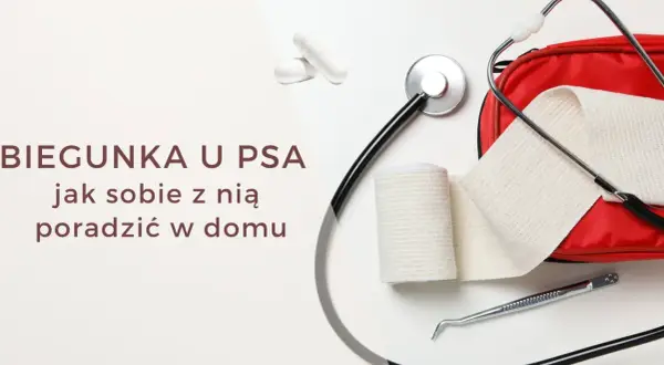 Skuteczne domowe sposoby na rozwolnienie u psa – co dać psu?