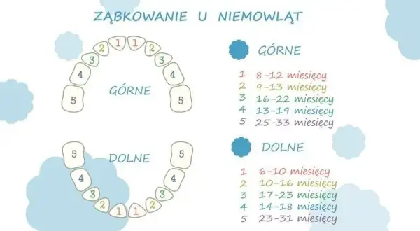 Ile zębów mają dzieci? Od mleczaków po stałe wszystko, co musisz wiedzieć
