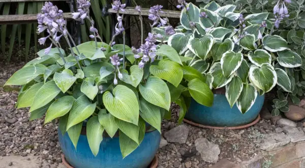 Dwie donice z kwitnącą funkia, jedna z zielonymi liśćmi, druga z zielono-białymi.