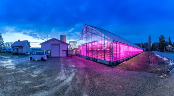 Ett växthus lyser upp med rosa sken från en hps lampa. Bredvid syns en villa och en industribyggnad.