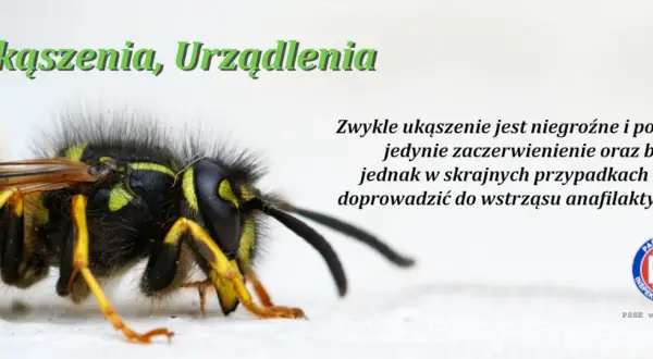 Użądlenie pszczoły: Jak szybko złagodzić ból i rozpoznać anafilaksję?