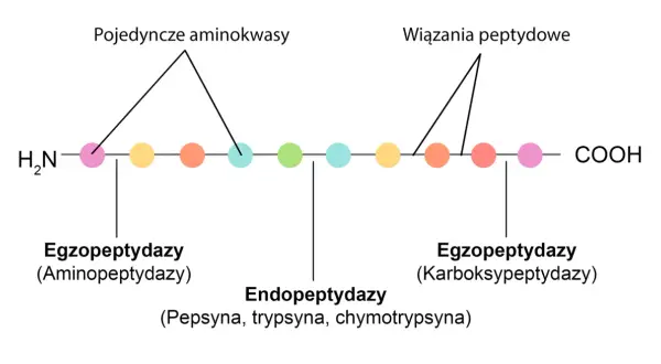 Schemat rozpadu białka. Pepsyna, jako endopeptydaza, rozcina wiązania peptydowe wewnątrz łańcucha aminokwasów.