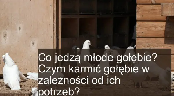 Co jedzą małe gołębie? Kluczowe składniki diety piskląt