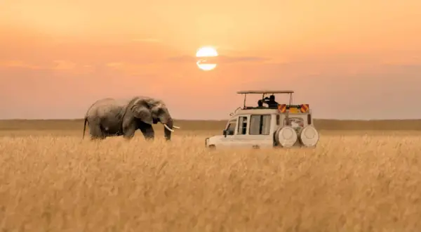 Ein Elefant und ein Safari-Jeep im goldenen Gras bei Sonnenuntergang. Ein friedlicher Moment in einem der sichersten afrikanischen Länder für Tierbeobachtungen.