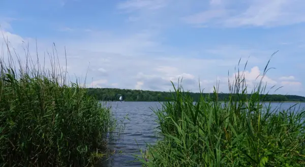 Trzciny szumią nad brzegiem jeziora Swarzędzkiego. Na wodzie kołysze się biały żagiel.