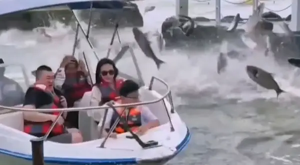 Menschen auf einem Boot sind überrascht, als viele Fische aus dem Wasser springen. Warum springen Karpfen? Vielleicht sind sie aufgeregt!