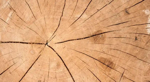 Drewno po piaskowaniu desek, z widocznymi słojami i pęknięciami. Naturalna tekstura drewna.