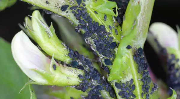 Une invasion de pucerons noirs sur une jeune pousse verte et une fleur de fève. Ces petits insectes ravageurs se multiplient rapidement.