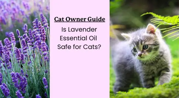Cat Owner Guide: Is lavender essential oil safe for cats? Image shows lavender and a kitten.