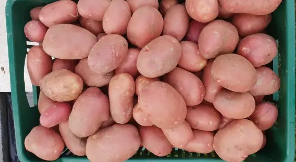 Duże, różowe ziemniaki odmiany Red Sonia w zielonej skrzynce. Idealne do pieczenia i smażenia.