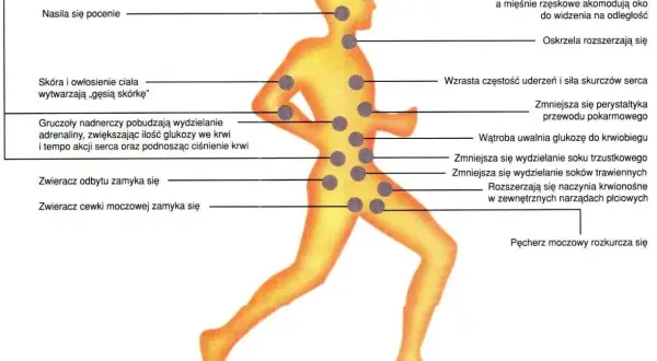 Ilustracja pokazuje reakcje organizmu na stres, np. rozszerzenie źrenic, przyspieszenie akcji serca. Warto wprowadzić nawyki redukujące stres.
