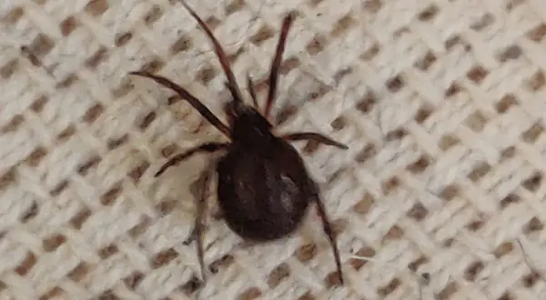 En mörk spindel med åtta ben sitter på ett beige tyg med rutmönster. Den ser ut som en av de små spindlar som ibland dyker upp inomhus.