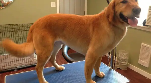 Czy Golden Retriever się strzyże? Uniknij błędów pielęgnacji!