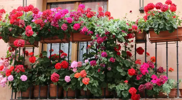 Balkon pełen kwitnących pelargonii odmiany. Krwista czerwień, róż i fuksja tworzą barwny dywan.