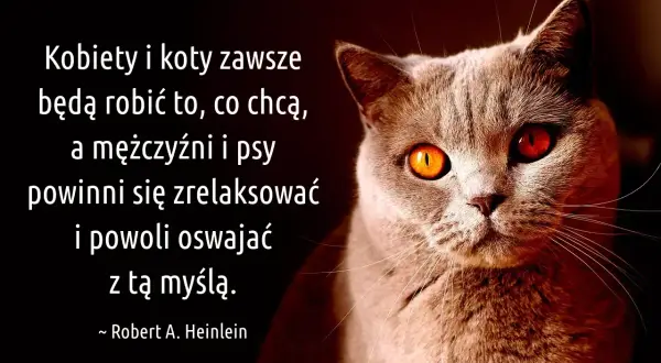 Kot z ognistymi oczami i cytaty o kotach: "Kobiety i koty zawsze będą robić to, co chcą, a mężczyźni i psy powinni się zrelaksować i powoli oswajać z tą myślą.